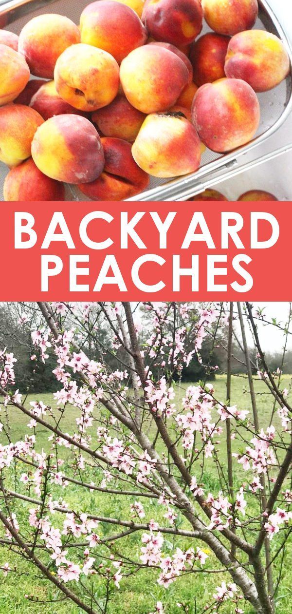 Easily Grow Your Own Peaches -   25 plants Growing backyards
 ideas