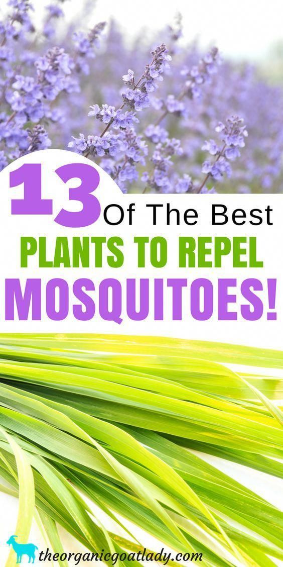 13 Plants That Repel Mosquitoes! -   25 plants Growing backyards
 ideas