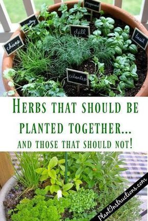 Herbs That Grow Together In a Pot -   25 plants Growing backyards
 ideas