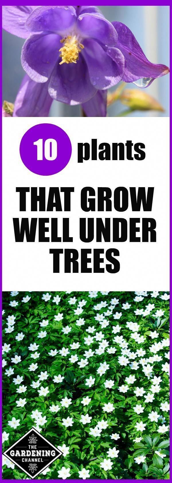 10 Plants That Grow Well Under Trees -   25 plants Growing backyards
 ideas