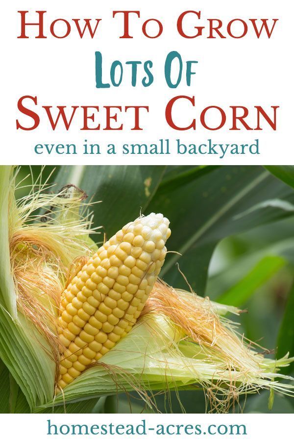 How To Grow Corn In A Square Foot Garden -   25 plants Growing backyards
 ideas