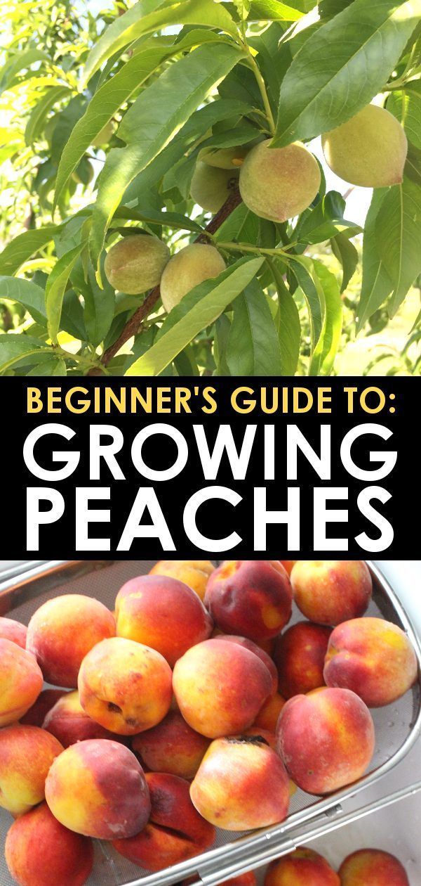 How to Grow Peach Trees - Beginner's Guide to Growing Peaches -   25 plants Growing backyards
 ideas