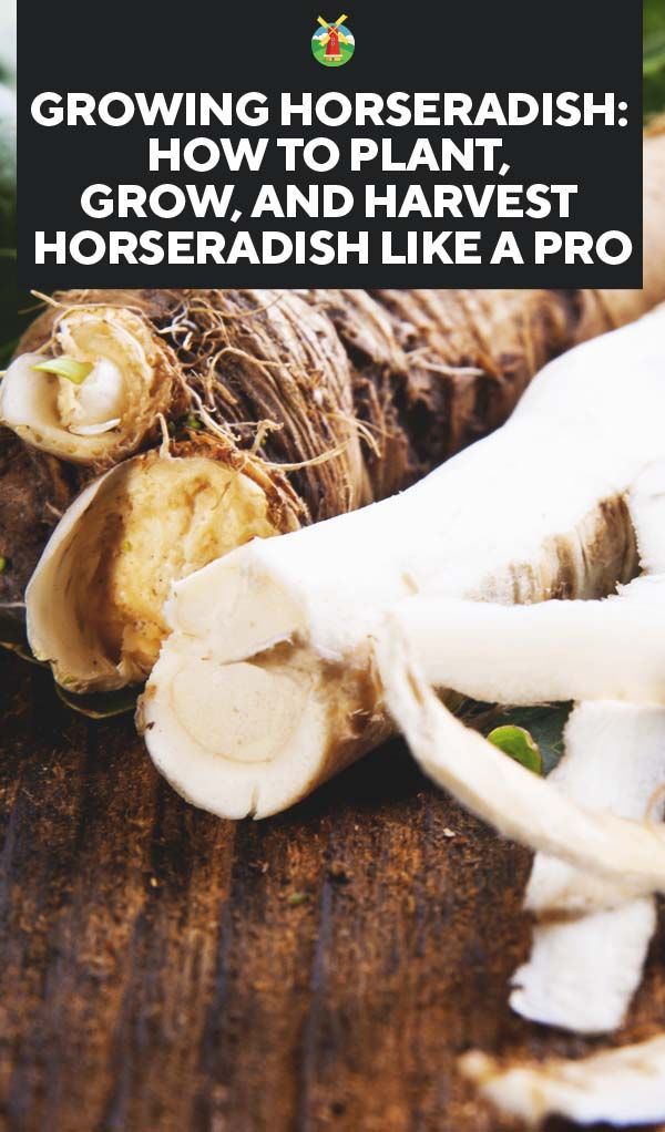 Growing Horseradish: How to Plant, Grow, and Harvest Horseradish -   25 plants Growing backyards
 ideas