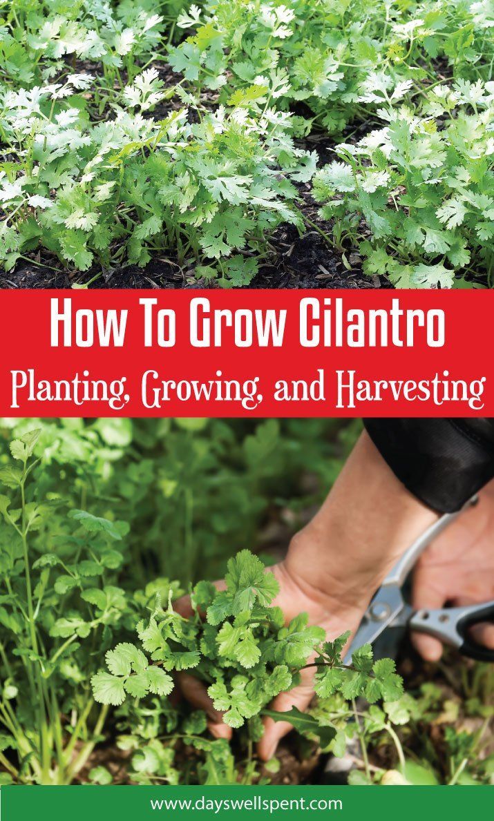 How To Grow Cilantro: Planting, Growing, and Harvesting -   25 plants Growing backyards
 ideas