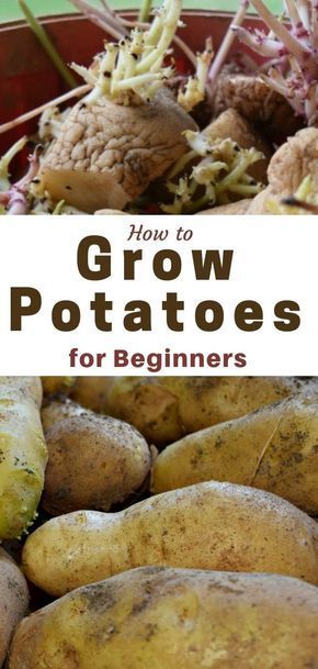 Growing Potatoes, Everything You Need to Know -   25 plants Growing backyards
 ideas