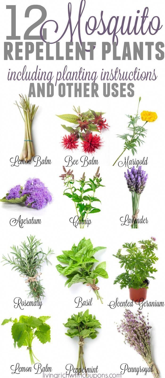 12 Awesome Mosquito Repellent Plants That Will Make You Go Outside Again -   25 plants Growing backyards
 ideas