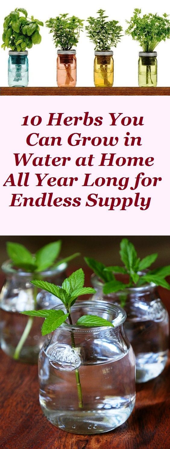 10 Herbs You Can Grow in Water at Home All Year Long for Endless Supply -   25 plants Growing backyards
 ideas