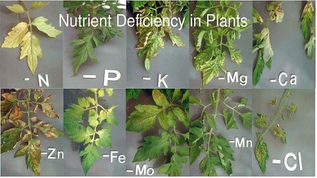 Plant Nutrients Explained: Everything You Ever Need To Know -   9 plants Pictures awesome
 ideas