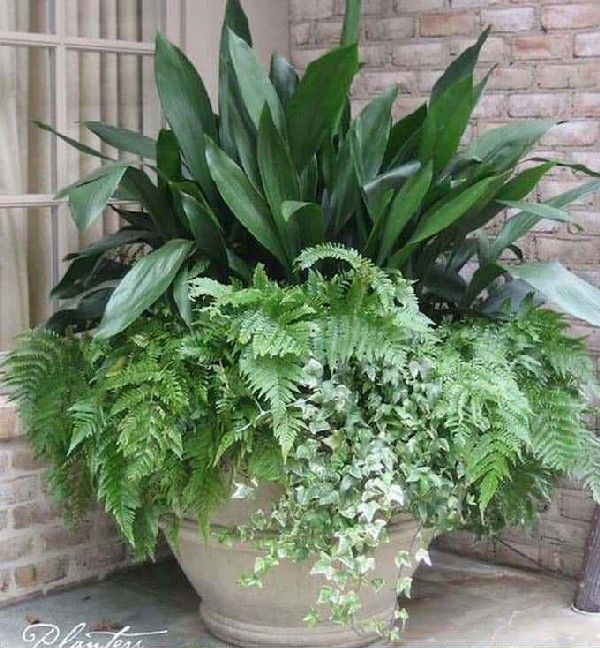 Best Awesome Fern Plants to Grow as Houseplants (40 Pictures -   9 plants Pictures awesome
 ideas