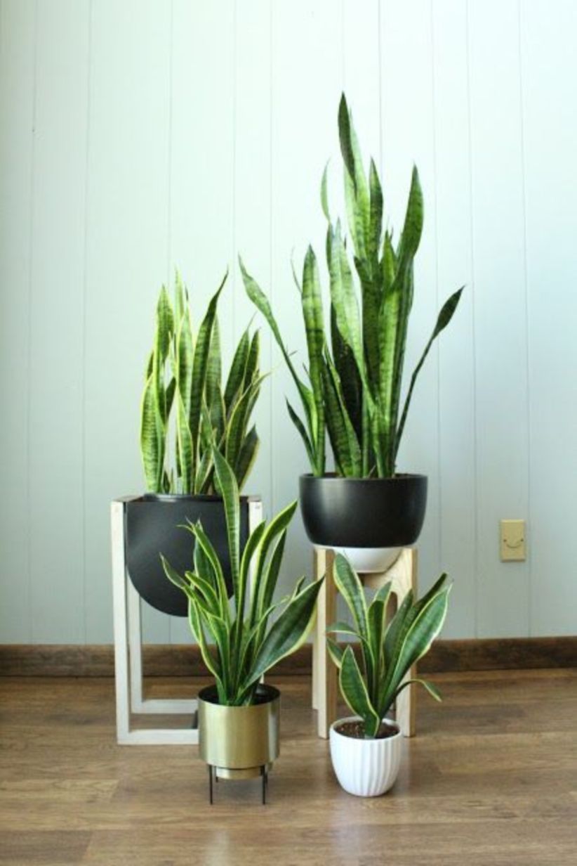 9 plants Pictures awesome
 ideas