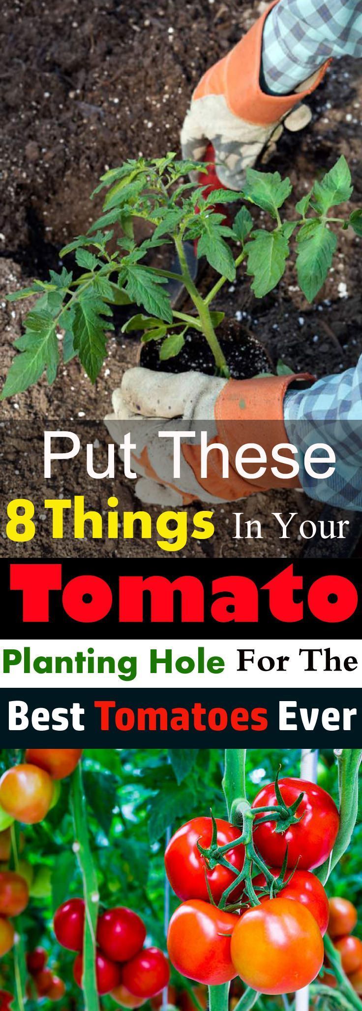 Put These 8 Things in Your TOMATO Planting Hole For The Best Tomatoes Ever -   9 plants Pictures awesome
 ideas