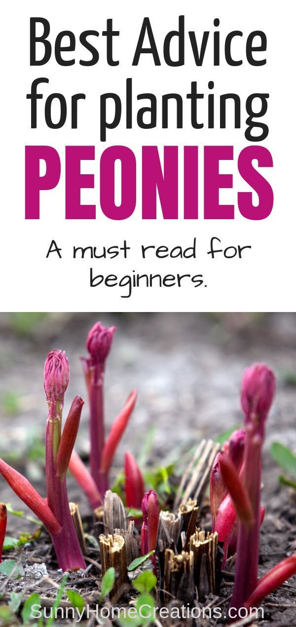 How to Grow Peonies -   9 plants Pictures awesome
 ideas