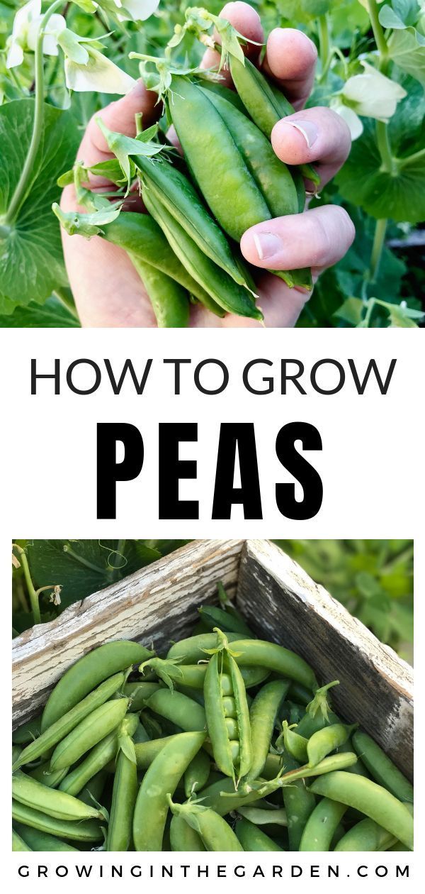 Peas: Planting, Growing and Harvesting Peas -   9 small garden area
 ideas
