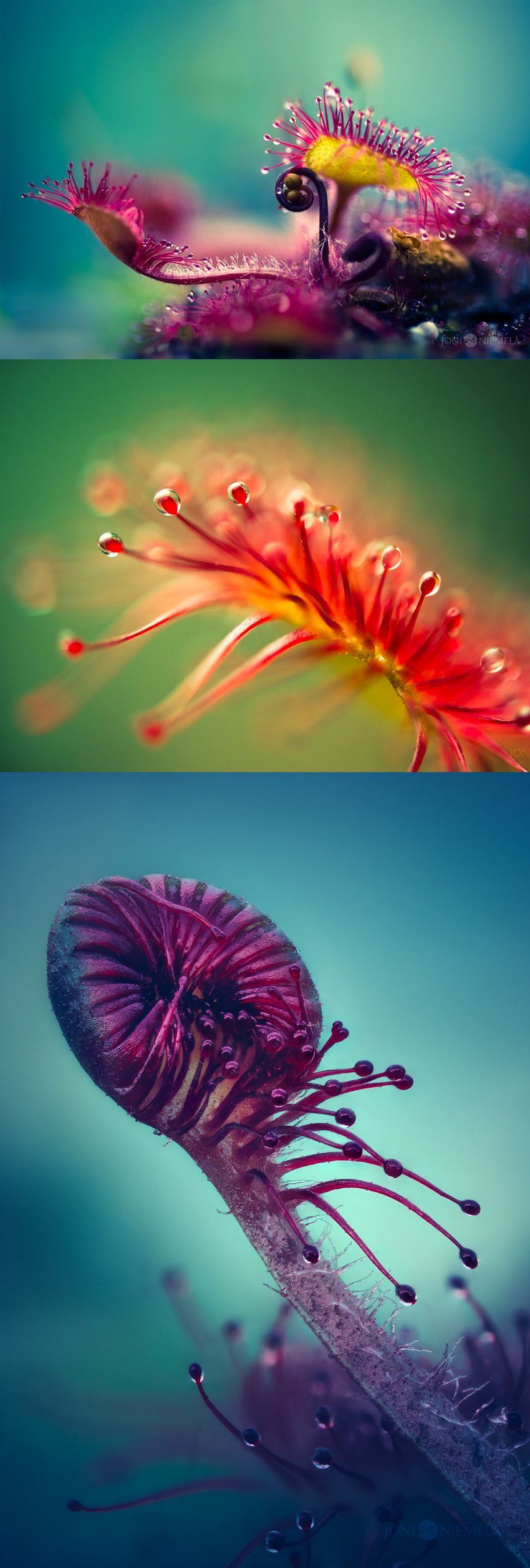 Joni Niemel?'s Macro Photographs Capture Carnivorous Plants' Alien-Like Structures -   10 plants Photography colorful
 ideas