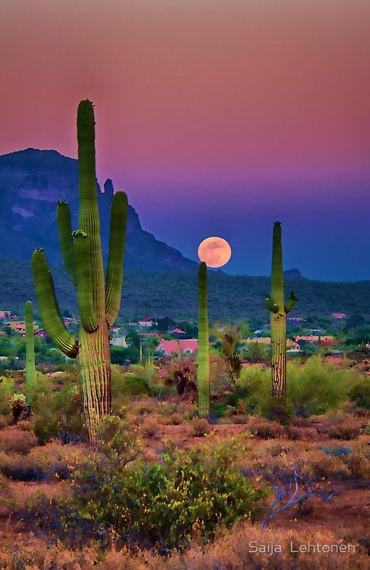 Postcard Perfect Arizona | Poster -   10 plants Photography colorful
 ideas