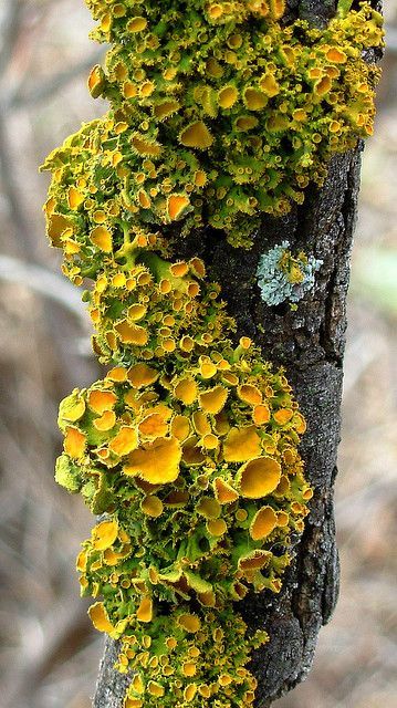 Lichen on a Mesquite tree. -   10 plants Photography colorful
 ideas
