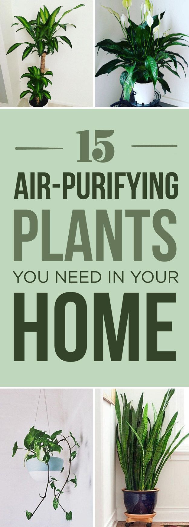 Forgo the electric air purifier and invest in one of these pretty air-purifying house plants instead. -   11 electrical planting Room
 ideas