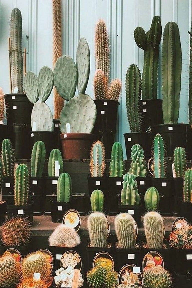 25+ Beautiful Cactus Aesthetic Ideas -   11 plants Aesthetic ideas