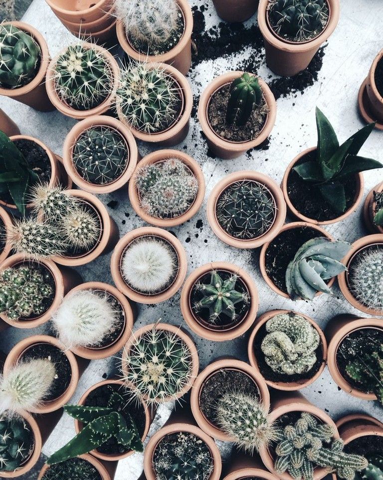 25+ Beautiful Cactus Aesthetic Ideas -   11 plants Aesthetic ideas