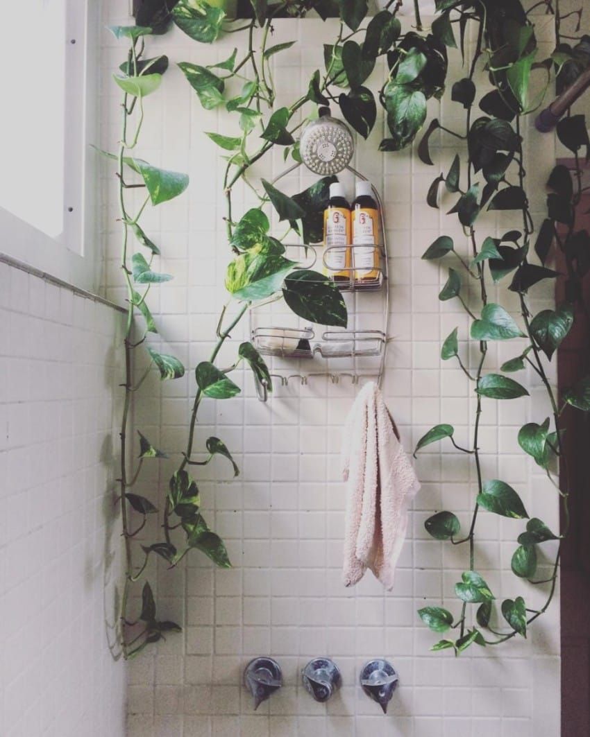 A Strange New Design Trend Has People Everywhere Filling Their Showers With Plants -   11 plants Aesthetic ideas