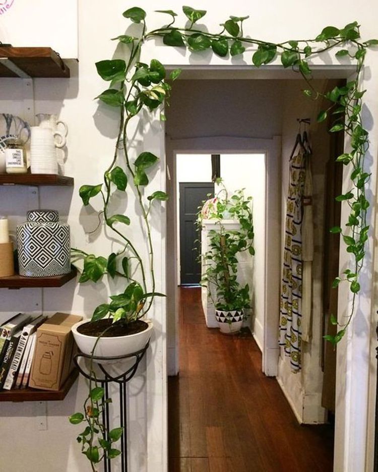 42 Amazing Indoor Garden Decorations Tips and Ideas -   12 plants Decoration shelf
 ideas