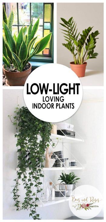 Low-Light Loving Indoor Plants -   15 plants Indoor spaces
 ideas
