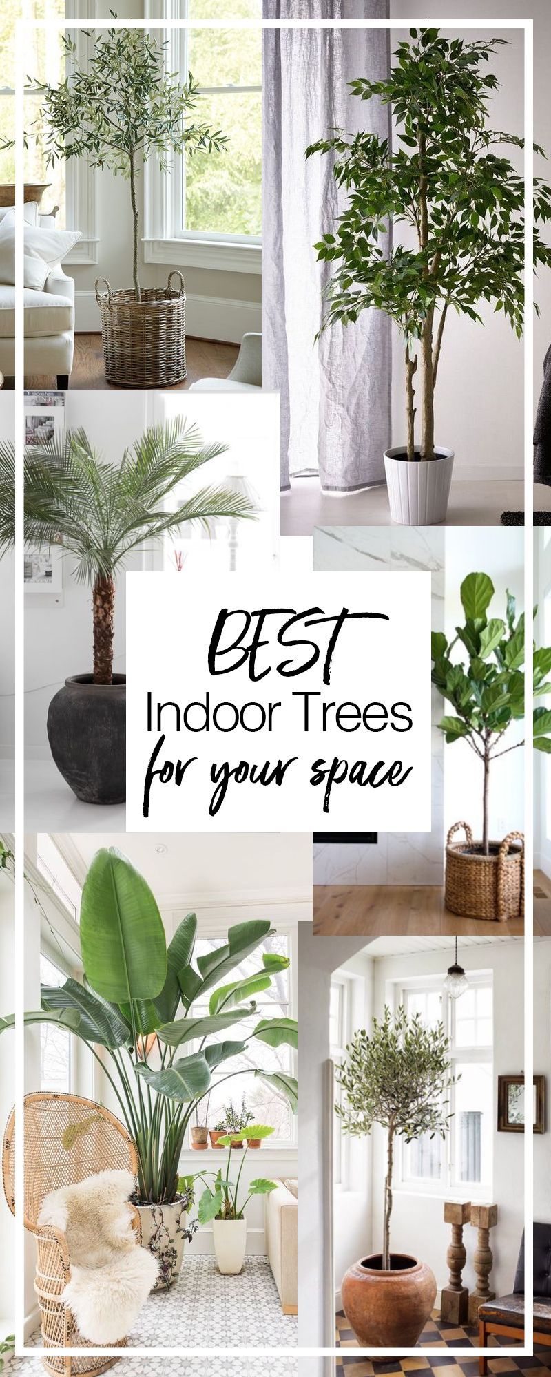 Best Indoor Trees & How to Care for Them -   15 plants Indoor spaces
 ideas