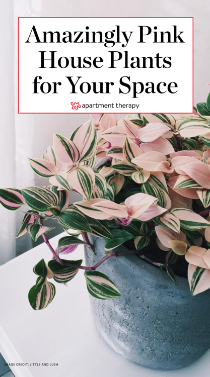 Yes, They’re Real: 7 Stunning House Plants That Are Actually Pink -   15 plants Indoor spaces
 ideas