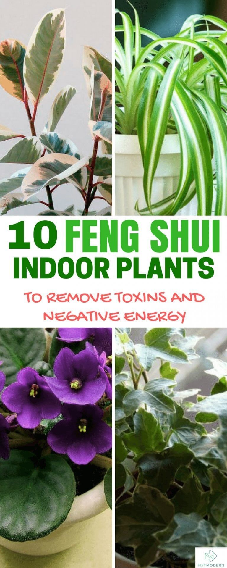 10 Feng Shui Indoor Plants to Spruce Up Your Interior Decor -   15 plants Indoor spaces
 ideas