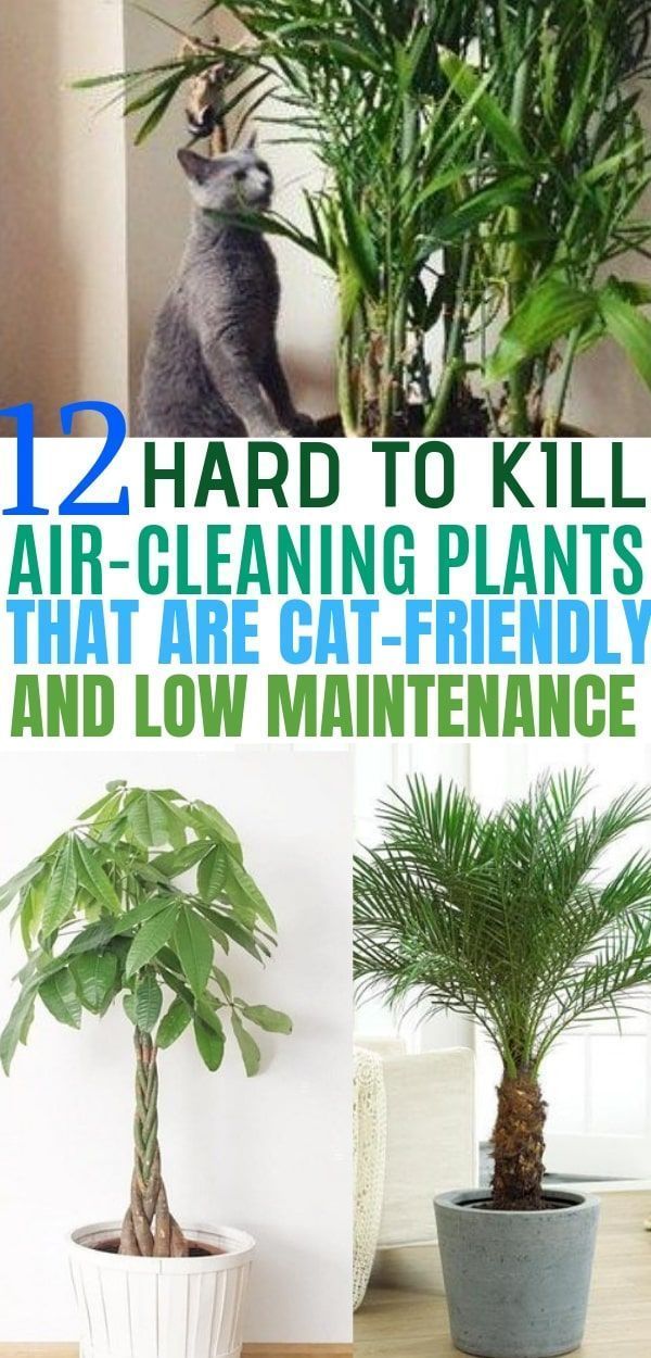 12 Indoor Plants that Clean the Air and are Safe for Cats -   15 plants Indoor spaces
 ideas