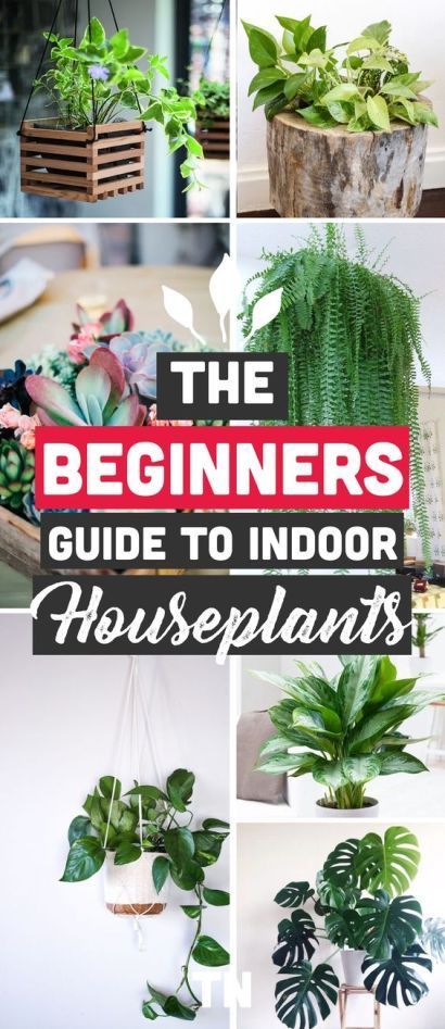 The Best Indoor Plants for Clean Air And Low Light Settings + 15 Planter Ideas -   15 plants Indoor spaces
 ideas