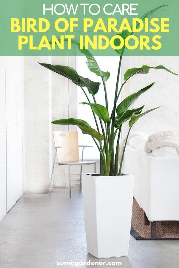 How to Take Care Of a Bird Of Paradise Plant Indoors -   15 plants Indoor spaces
 ideas