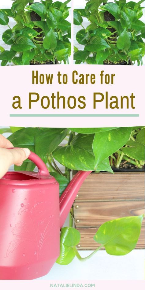 How to Care for a Pothos Plant: The Perfect Houseplant for Gardening Beginners -   15 plants Indoor spaces
 ideas
