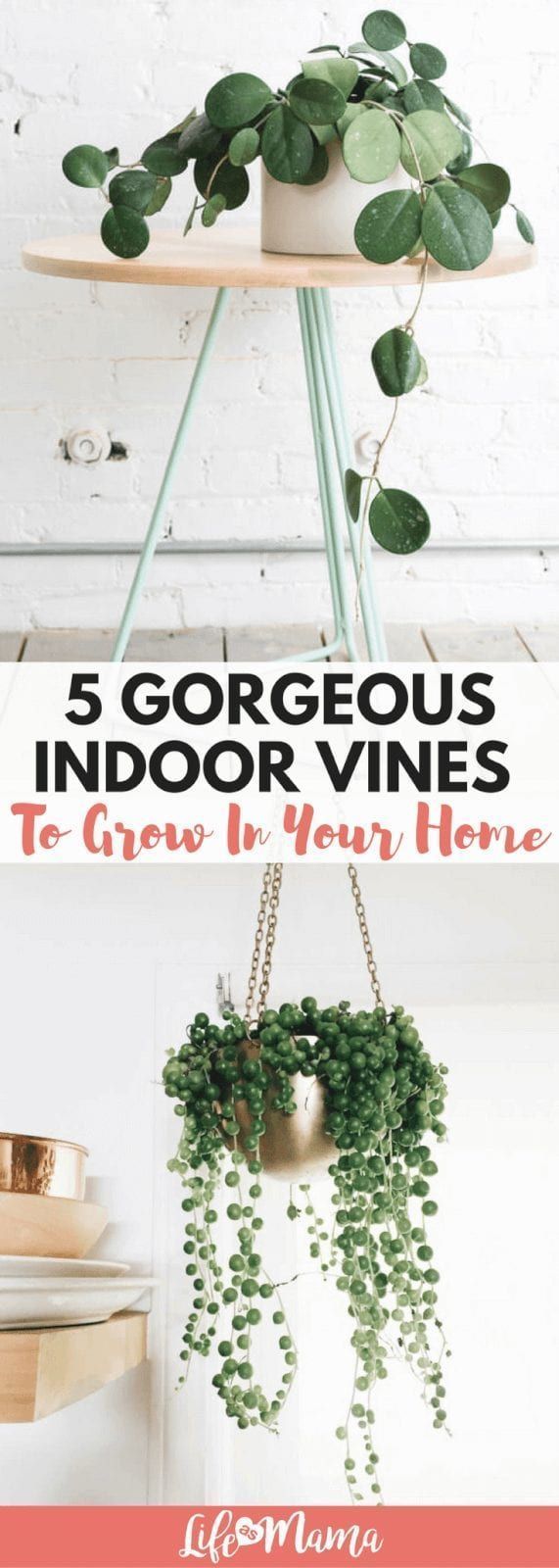 5 Gorgeous Indoor Vines To Grow In Your Home -   15 vine plants Indoor
 ideas
