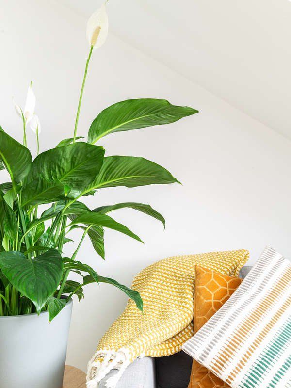 20 Flowering Houseplants That Will Add Beauty to Your Home -   16 planting Ideas peace lily
 ideas