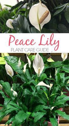 Peace Lily Plant Care Guide: How To Grow A Peace Lily -   16 planting Ideas peace lily
 ideas