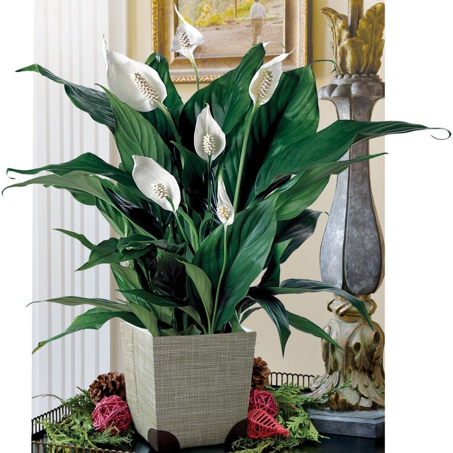 Peace Lily Care - the common house plant -   16 planting Ideas peace lily
 ideas