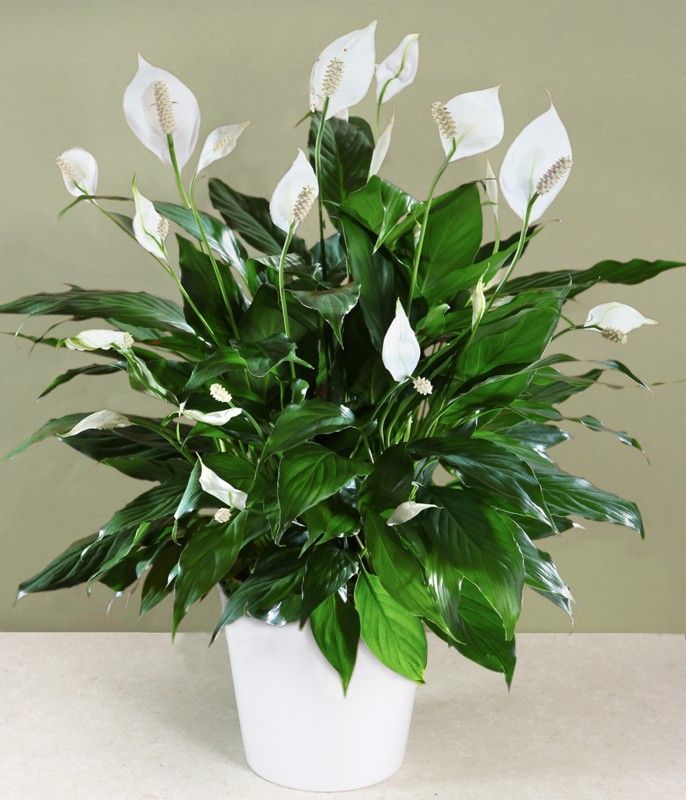 Peace Lily -   16 planting Ideas peace lily
 ideas