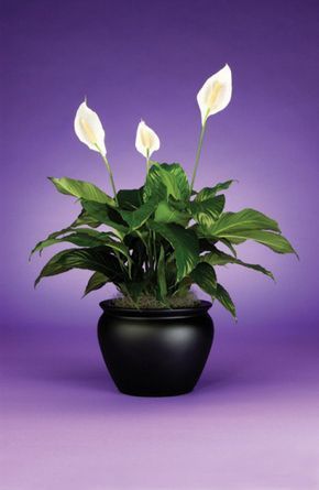 How to Take Care of a Peace Lily -   16 planting Ideas peace lily
 ideas