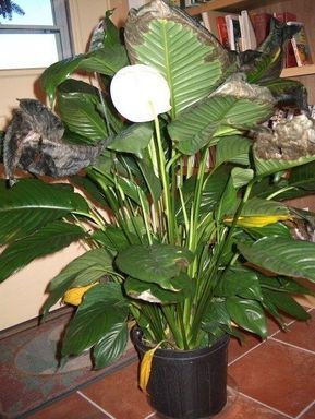 What Causes Peace Lily Leaves To Turn Yellow Or Brown -   16 planting Ideas peace lily
 ideas