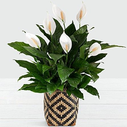 Peace Lily - Floor Plant -   16 planting Ideas peace lily
 ideas