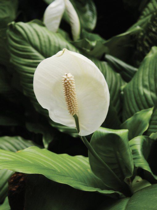 Homemade Fertilizer for Peace Lilies -   16 planting Ideas peace lily
 ideas