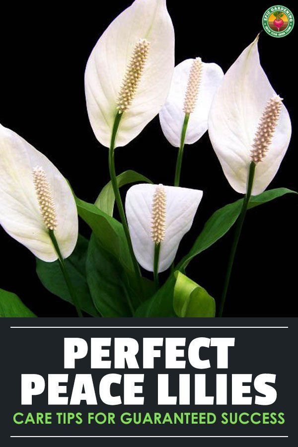 Peace Lily Care – How to Grow Spathiphyllum -   16 planting Ideas peace lily
 ideas
