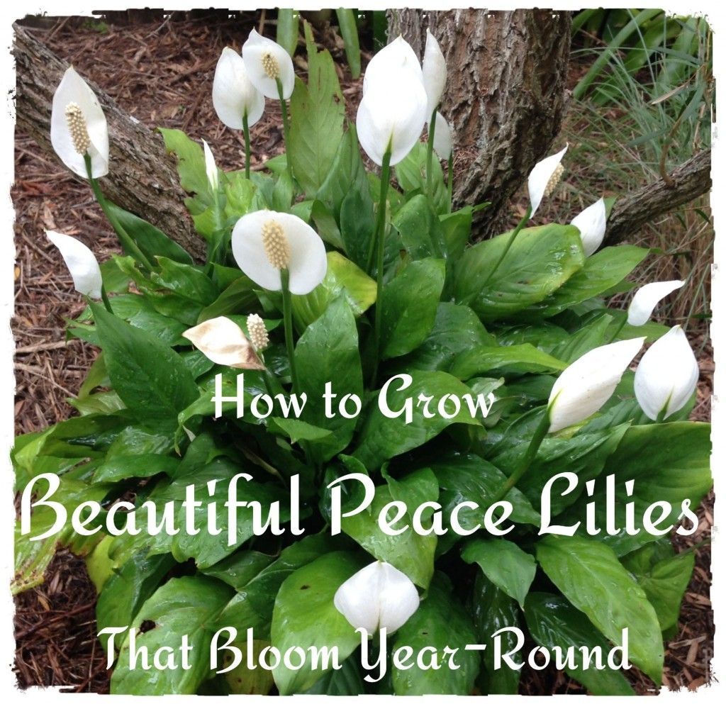 16 planting Ideas peace lily
 ideas