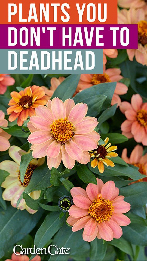 Container plants you don't have to deadhead! -   16 plants Flowers projects
 ideas