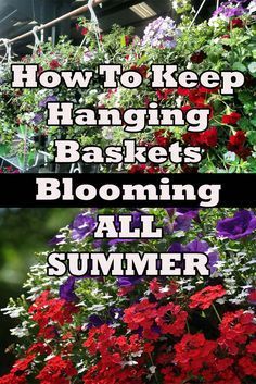3 Keys To Keep Hanging Baskets Blooming And Beautiful All Summer! -   16 plants Flowers projects
 ideas