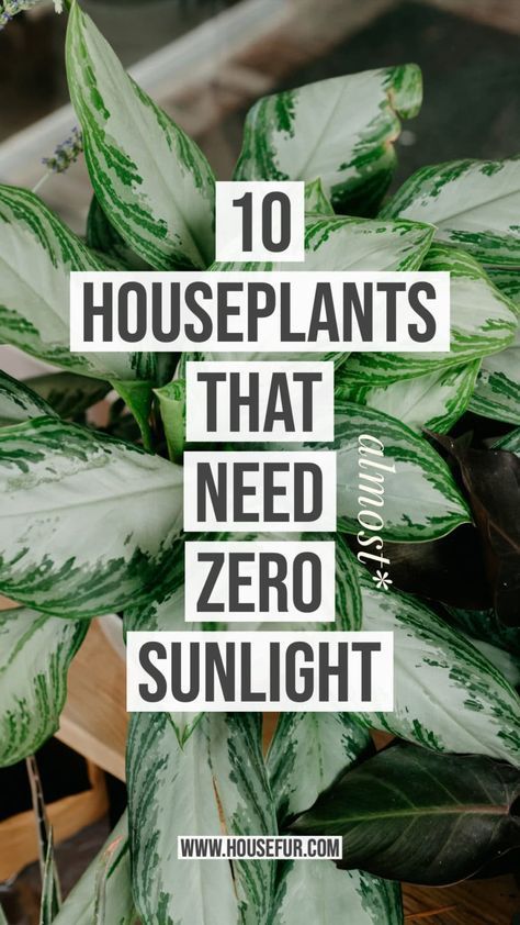 10 Houseplants That Need (Almost) Zero Sunlight -   16 plants Flowers projects
 ideas