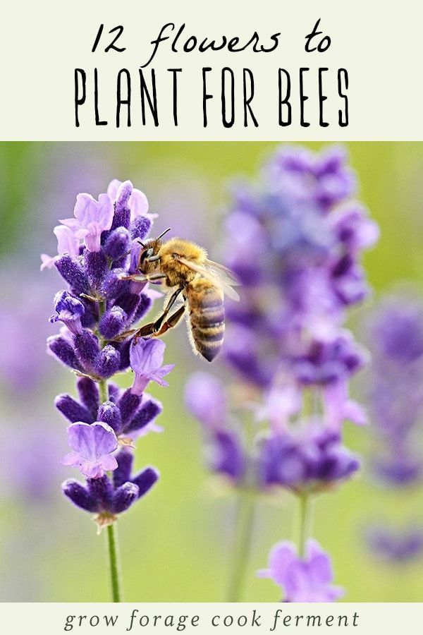 12 Common Flowers to Plant for the Bees (that are good for us too!) -   16 plants Flowers projects
 ideas