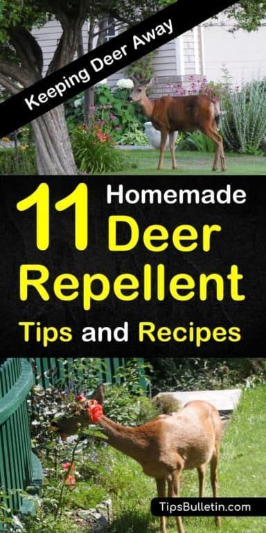 Keeping Deer Away - 11 Homemade Deer Repellent Tips and Recipes -   16 plants Flowers projects
 ideas