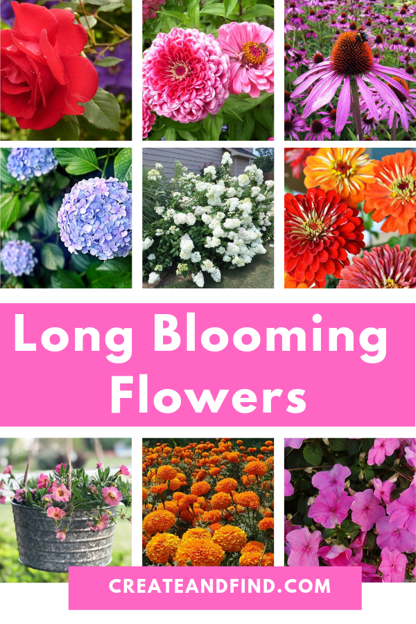 Long Blooming Flowers For Months of Color -   16 plants Flowers projects
 ideas
